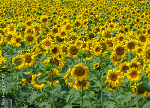 Sunflowers field in Custer State Park in the Black Hills, South Dakota, USA photo