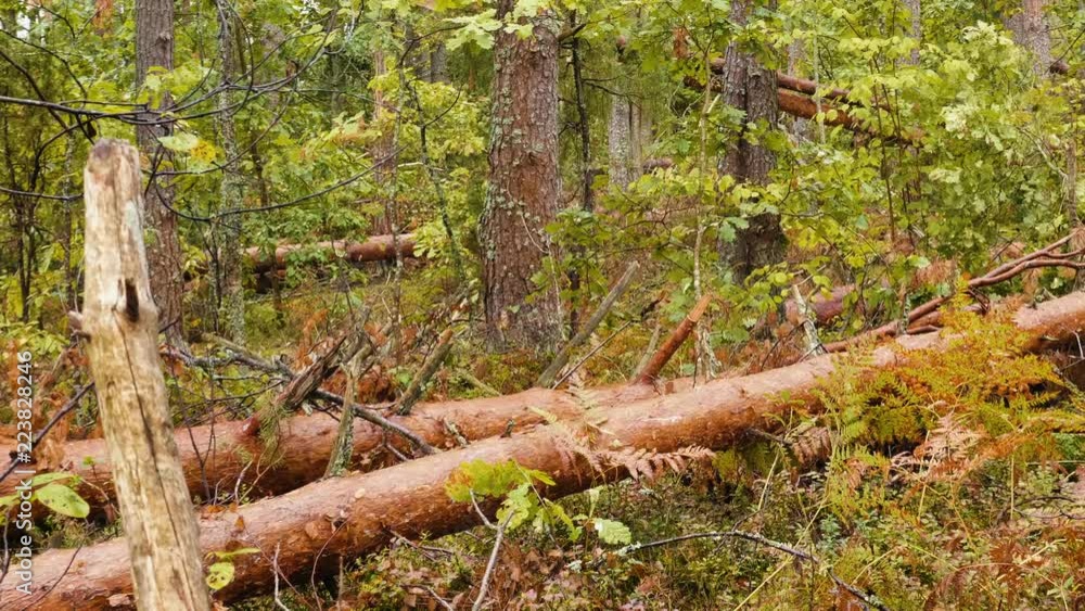 Panoramic shot of broken forest after powerful hurricane Panoramic shot of broken forest after powerful hurricane