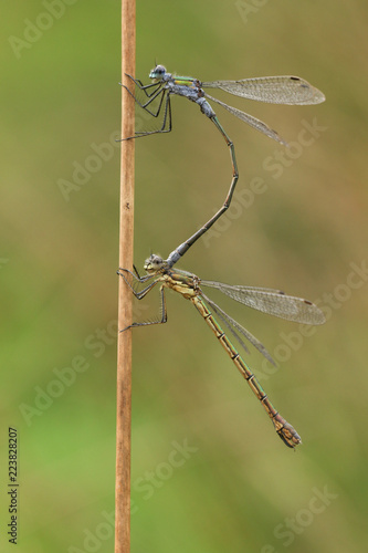 A mating pair of Emerald Damselfly (Lestes sponsa) perching on a reed.