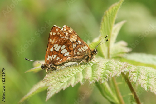 A mating pair of rare Duke of Burgundy Butterfly (Hamearis lucina) perched on a bramble leaf.