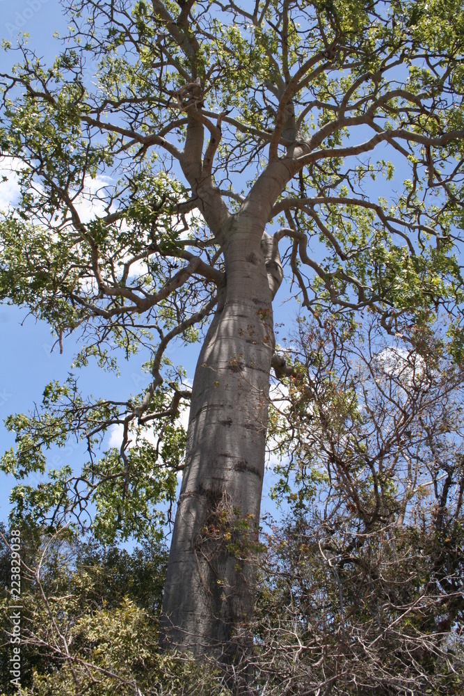 Fototapeta premium ghost gum tree in queensland, australia