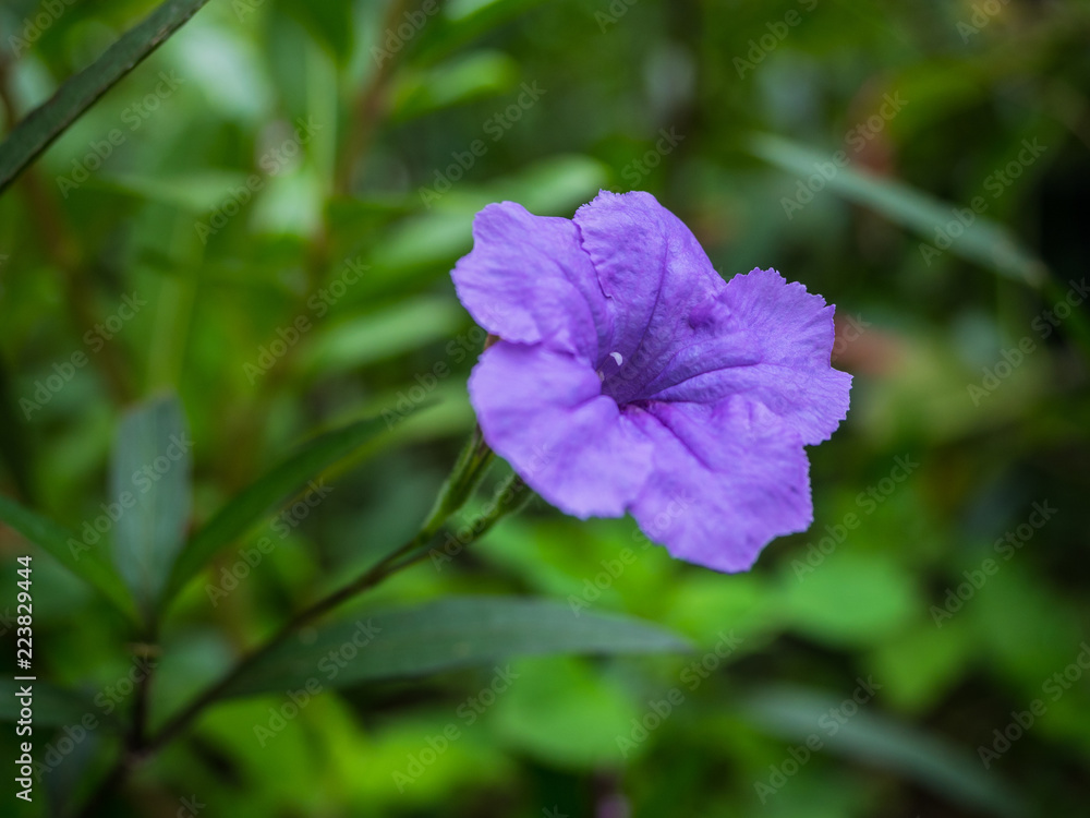 purple flower in the garden, Waterkanon purple flower in the garden, Waterkanon