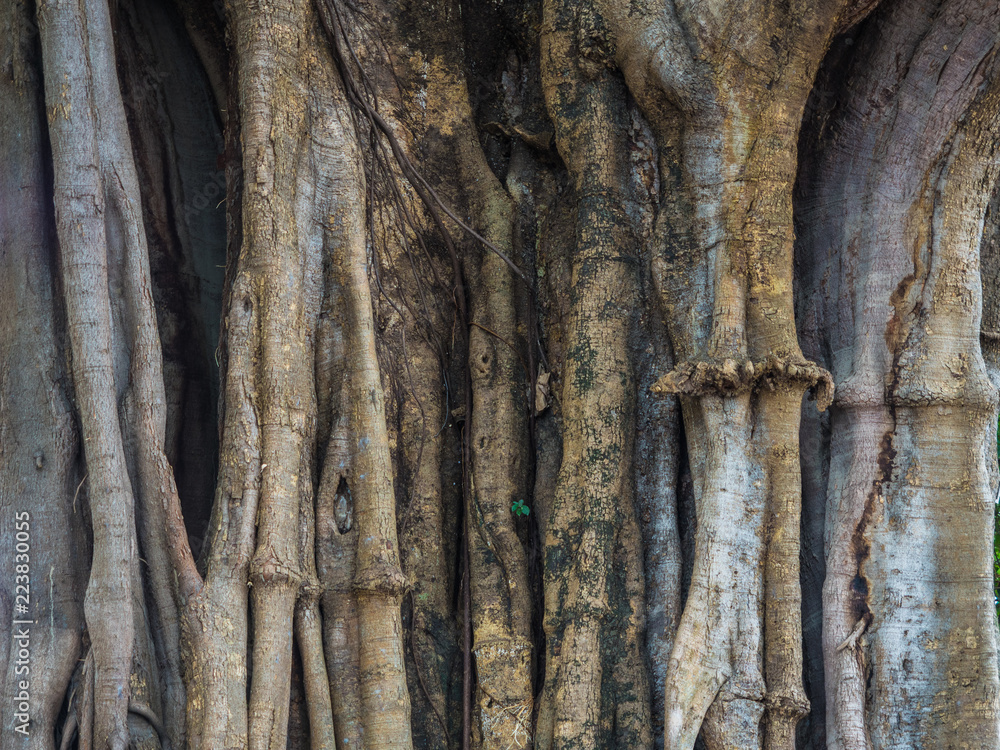 the big tree body show many of complicated root tight and surround the tree the big tree body show many of complicated root tight and surround the tree