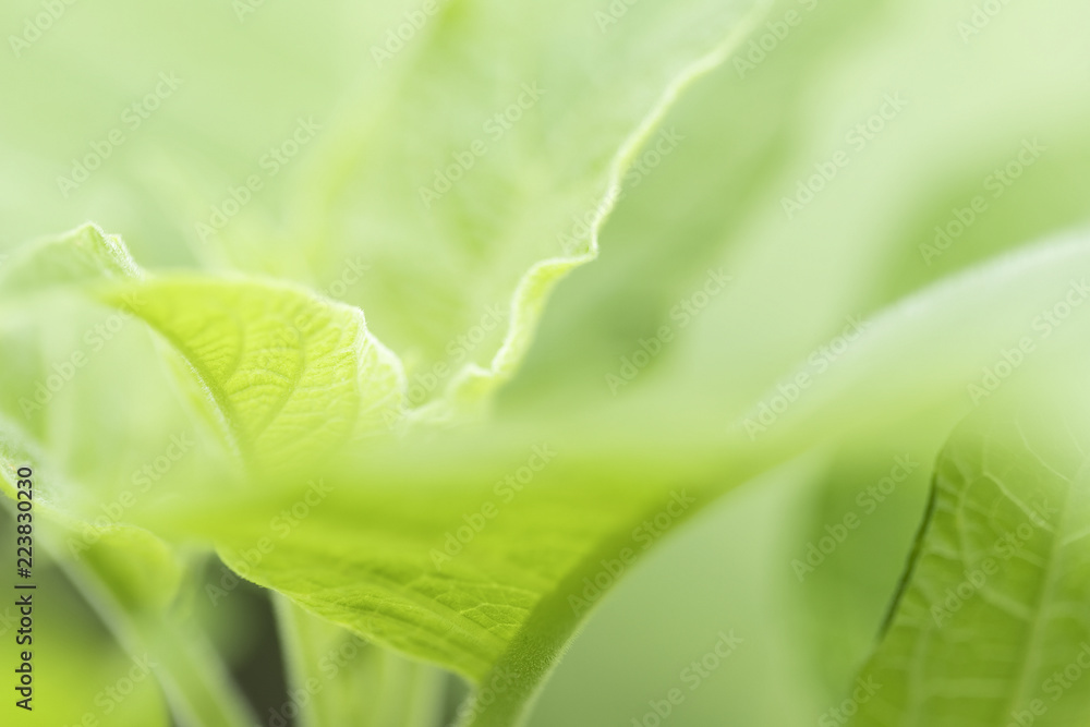 The beauty of nature leaves green blur. In the spring Under the morning light. Use as background and wallpapers. The beauty of nature leaves green blur. In the spring Under the morning light. Use as background and wallpapers.