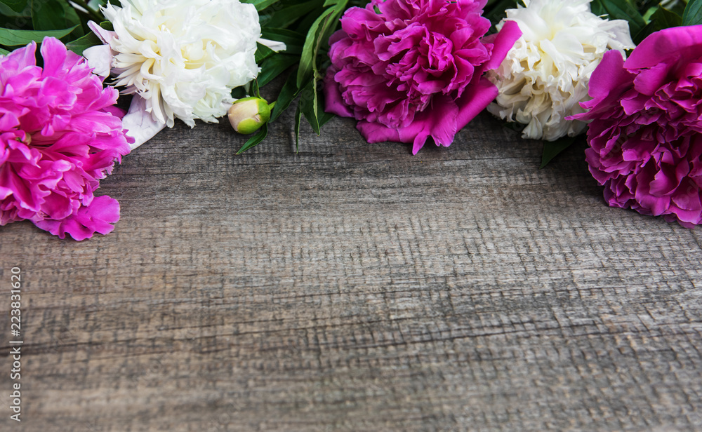 beautiful pink and white peony flowers