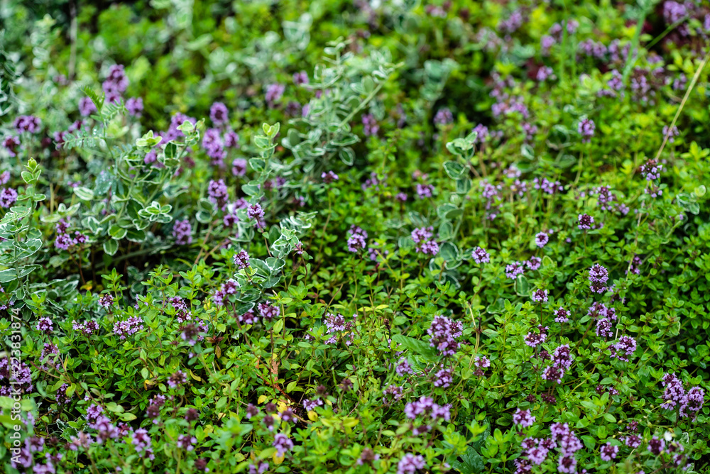 blooming thyme closeup blooming thyme closeup