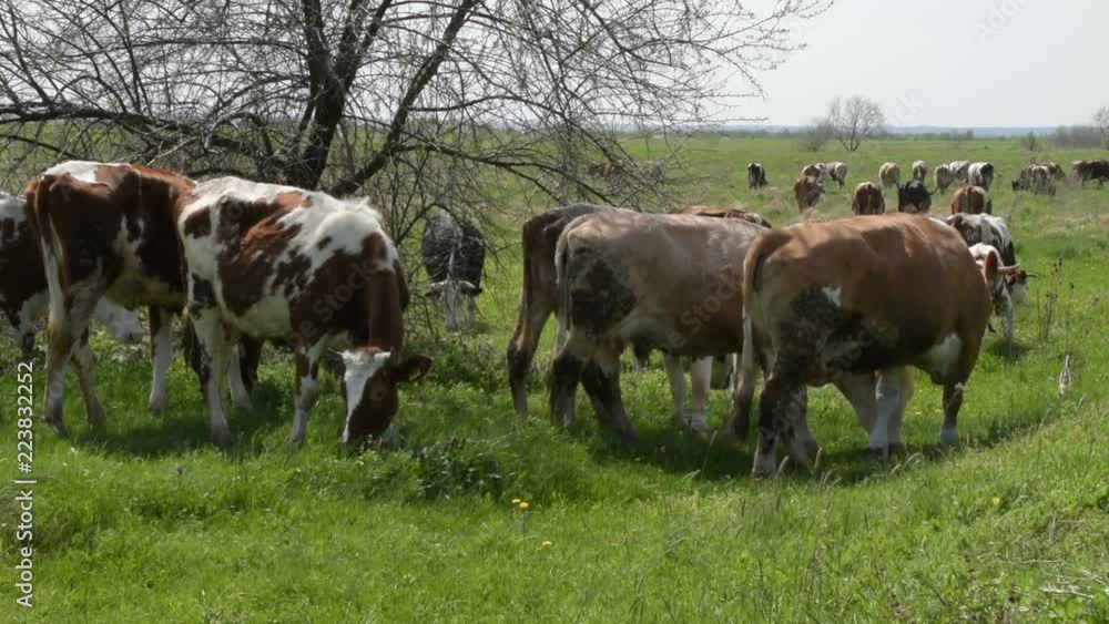 herd of cows grazing on a green meadow herd of cows grazing on a green meadow