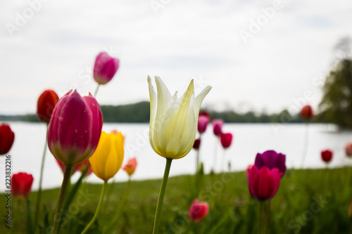 Tulpenwiese am Scharm  tzelsee