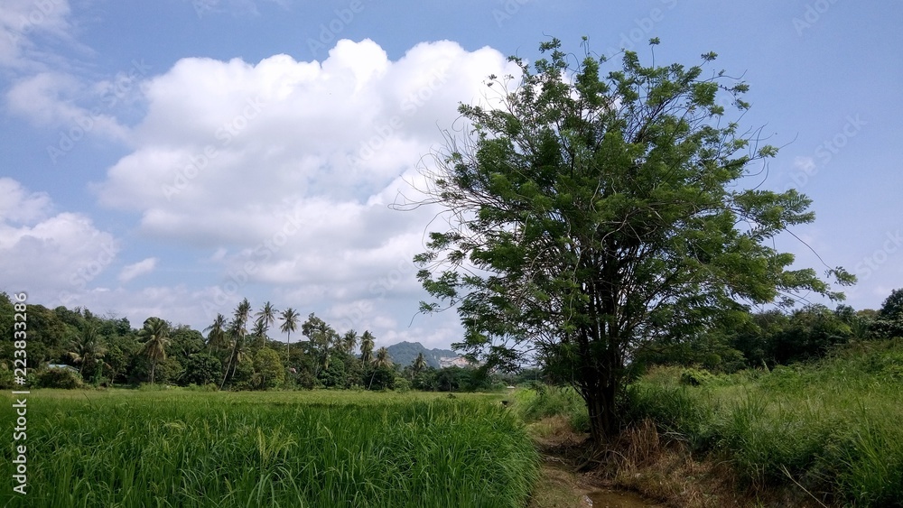 Obraz premium a view at paddy plantation