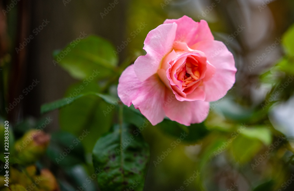 rosa rose mit unscharfem Hintergrund