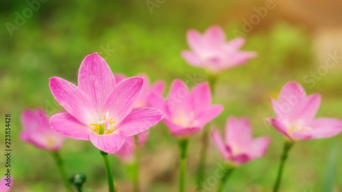 Pink Zephyranthes Lily flower in a garden. © supaleka