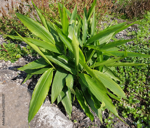 Fotografi Galgant, Alpinia, officinarum