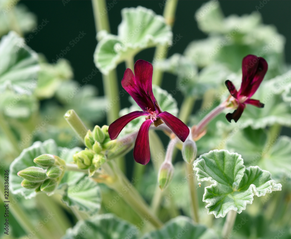 Fototapeta premium Kapland-Pelargonie, Umckaloabo, Pelargonium, sidoides