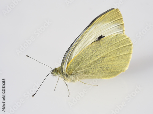 Kohlweissling, Pieris, Schmetterling photo