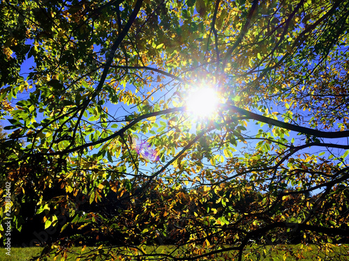 Sun shining through trees in autumn