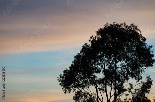 Tree Silhouetted