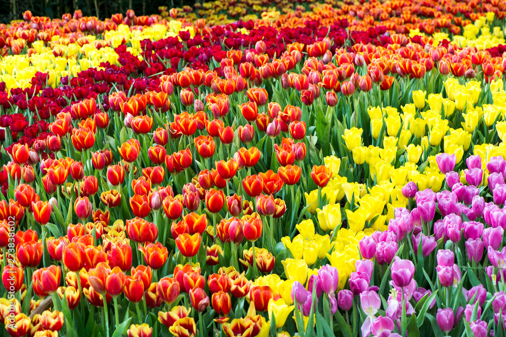 the beautiful colorful tulips field