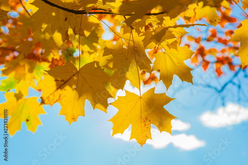 Maple leaves on a background of the blue sky