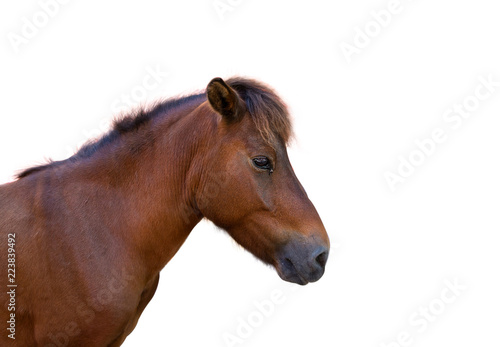 Head of horse on white isolated