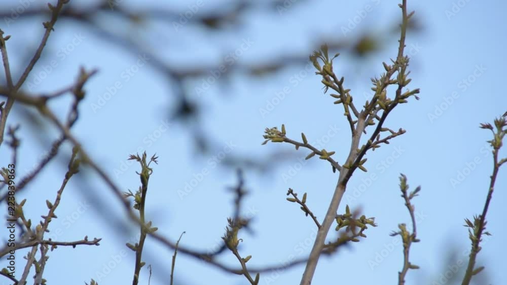 young branches of walnuts in the spring