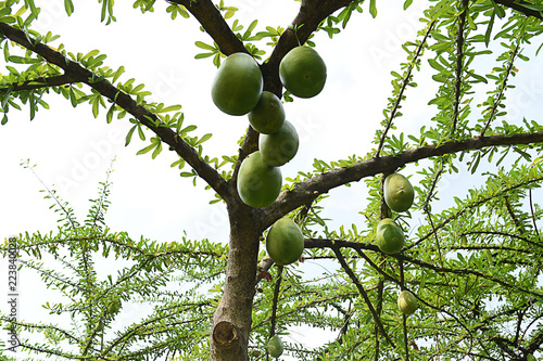 Mexican Calabash