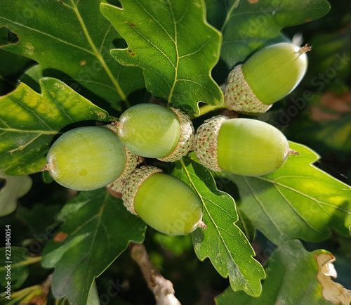 Bild auf Leinwand Eiceln, Traubeneiche, Quercus, petraea