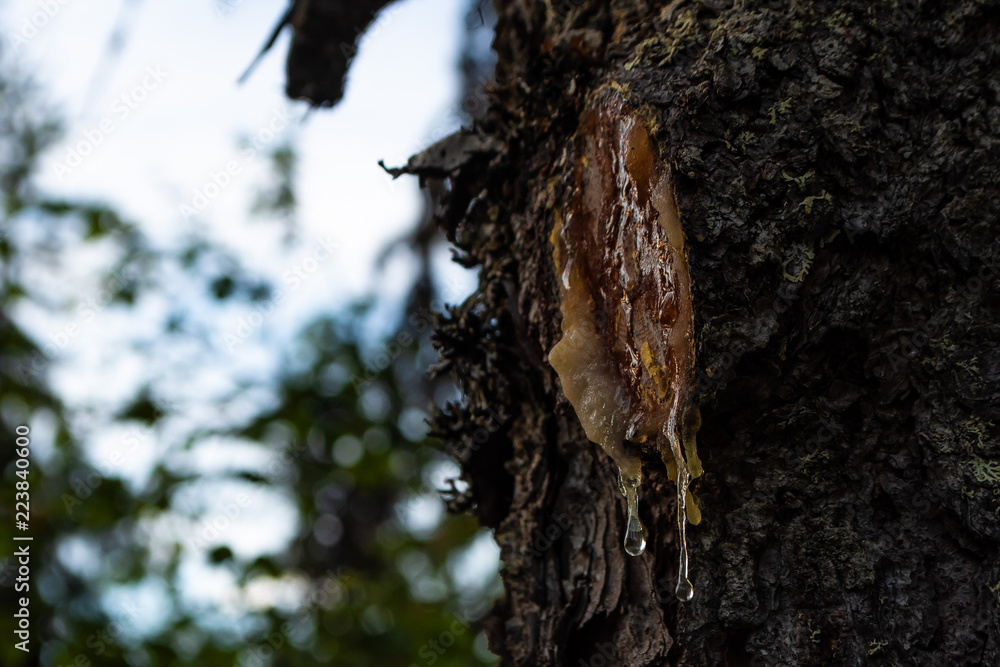 Obraz premium Resin wound