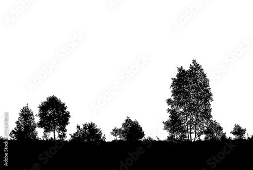 Realistic birch trees silhouette  illustration .