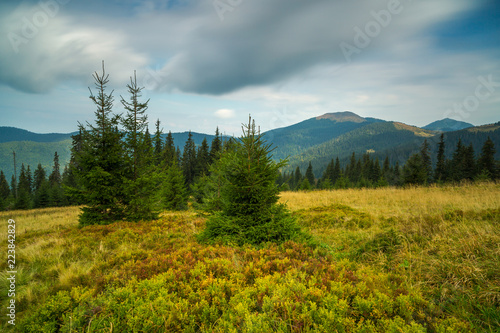 View in to the mountains with pine trees on the foreground