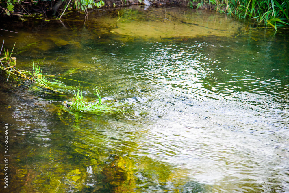 Photo of the picturesque banks of a river in a forest in nature. Photo of the picturesque banks of a river in a forest in nature.