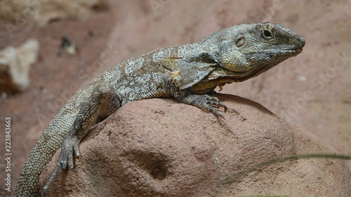 A frilled-necked lizard at the zoo in Antwerp.