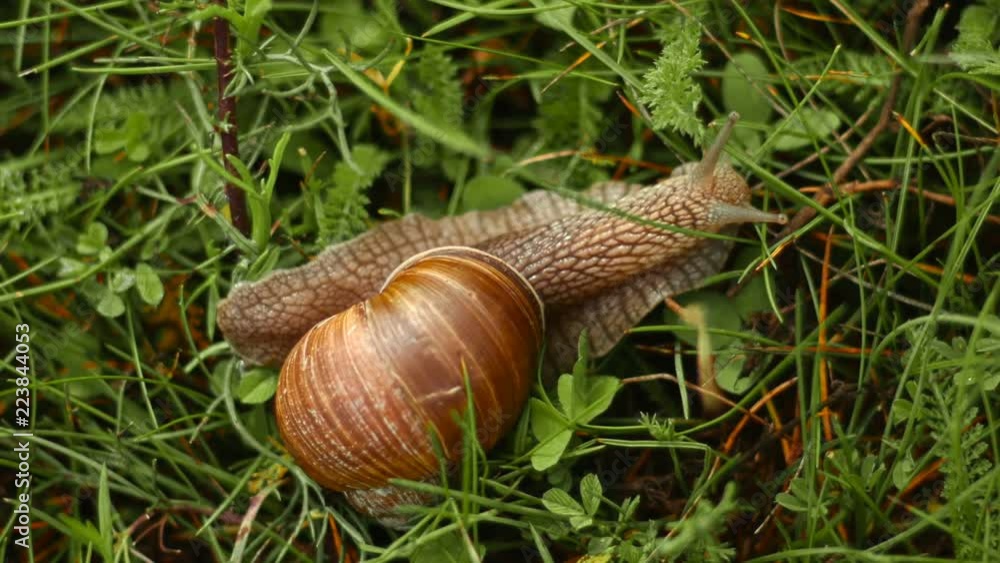 the snail crawls and eats in the grass the snail crawls and eats in the grass
