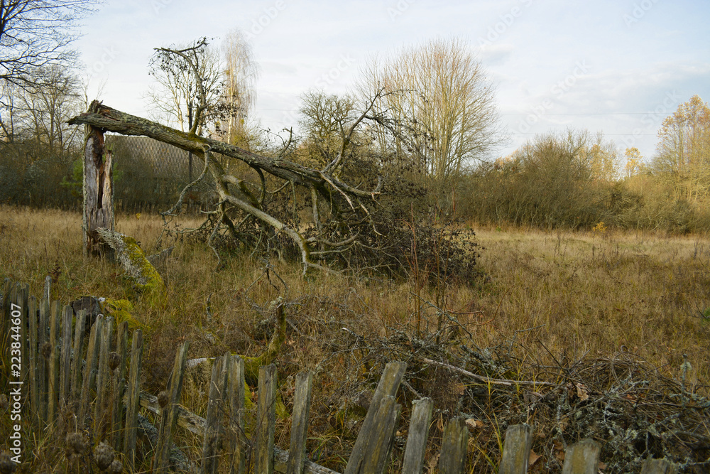 Obraz premium Bialowieza Forest Reserve. The Belarusian section