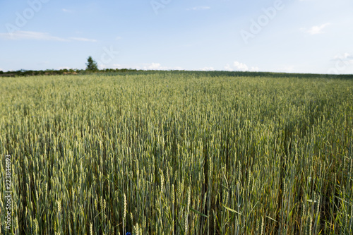 Young green wheat field. Ripening ears wheat. Agriculture. Natural product. Agricaltural landscape. photo