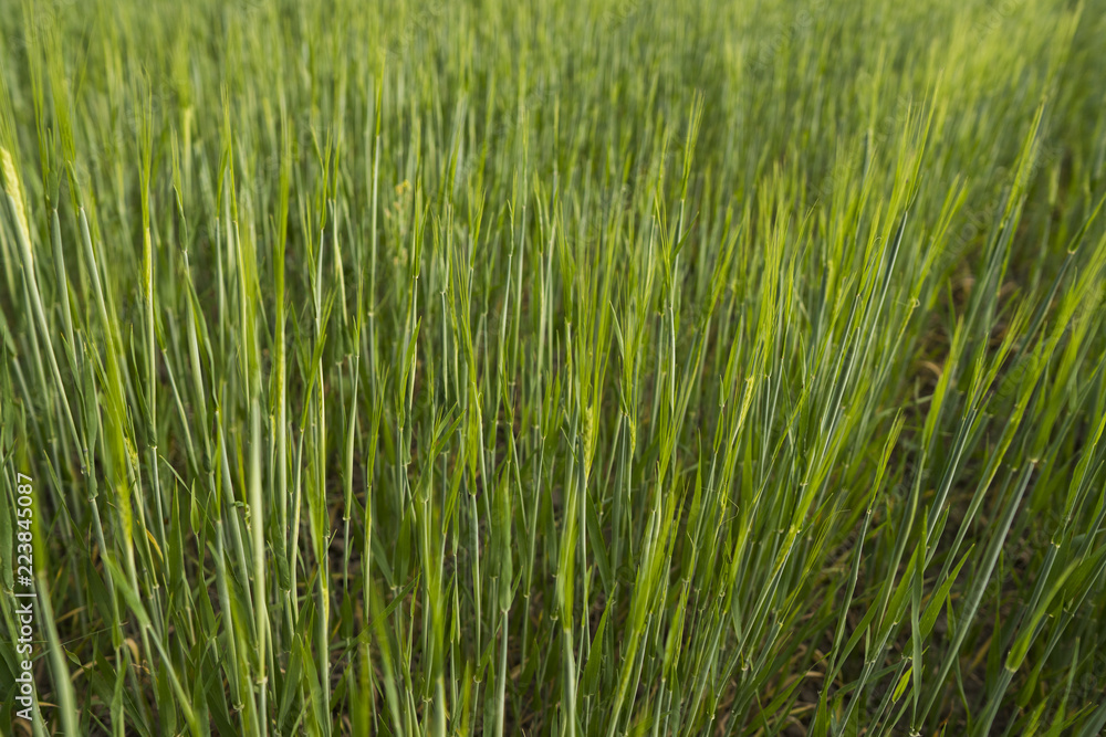 Young green Barley field agriculture in a sunny day. Natural product. Agricaltural landscape.