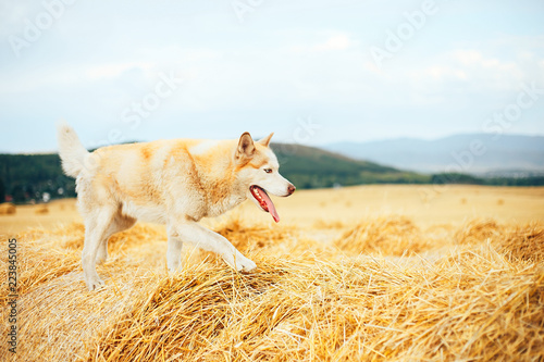 Siberian husky dog sit on haystack on the background rural field, green forest and sky with clouds. Copy space.