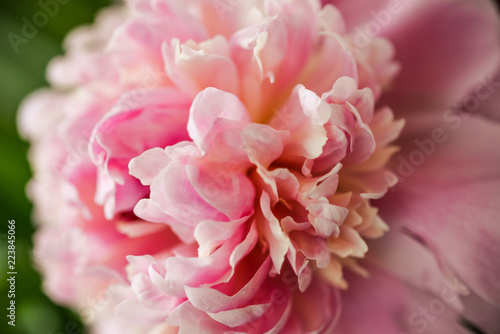 Blurred pink peony petals closely in soft light. Blossoming peony macro for prints, posters, design, covers, wallpapers, birthday cards. Nice garden flower. Spring and summer plants. Artistic photo