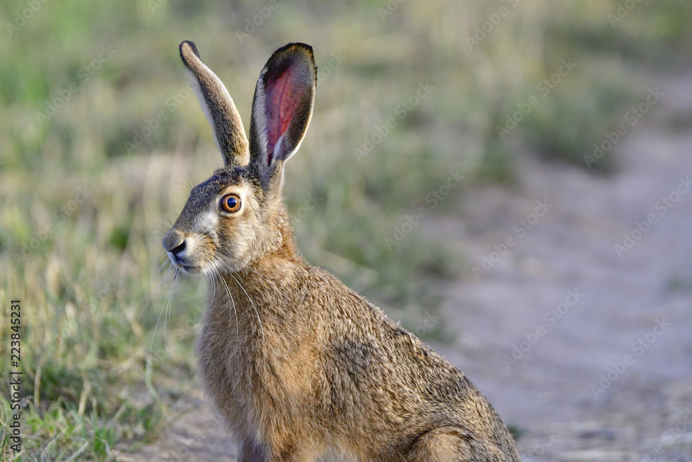 Fototapeta premium wild hare