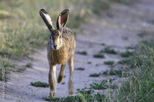 hare running along the road