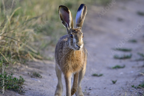 hare in the wild © Krzysztof