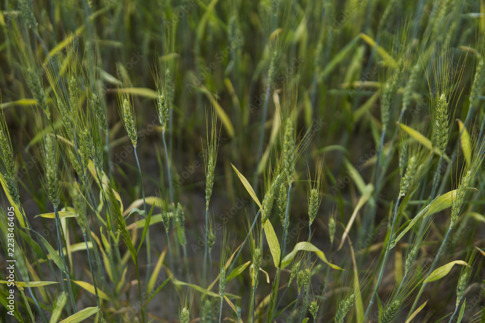 Young green Barley field agriculture with a sunset sky. Natural product. Agricaltural landscape. Young green Barley field agriculture with a sunset sky. Natural product. Agricaltural landscape.