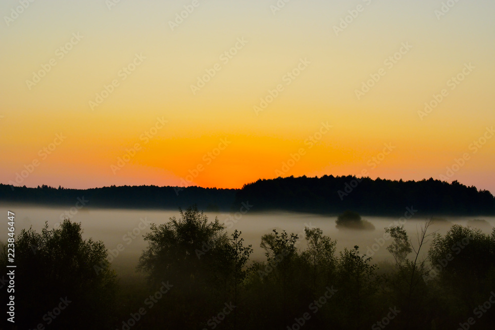 Dawn. fog. Bialowieza forest reserve. the Belarusian section
