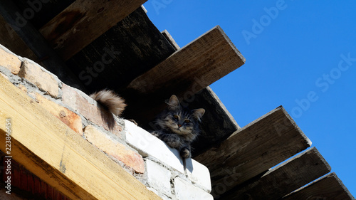 Cat on the roof