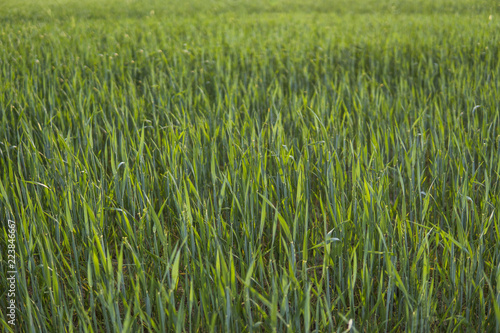 Young green Barley field agriculture with a sunset sky. Natural product. Agricaltural landscape.