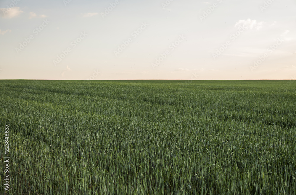 Young green Barley field agriculture with a sunset sky. Natural product. Agricaltural landscape.