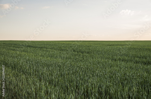 Young green Barley field agriculture with a sunset sky. Natural product. Agricaltural landscape.