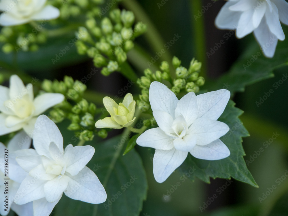 Obraz premium OLYMPUS DIGITAL CAMERA