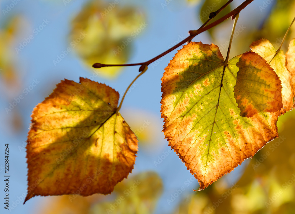 Obraz premium Colorful autumn leaves