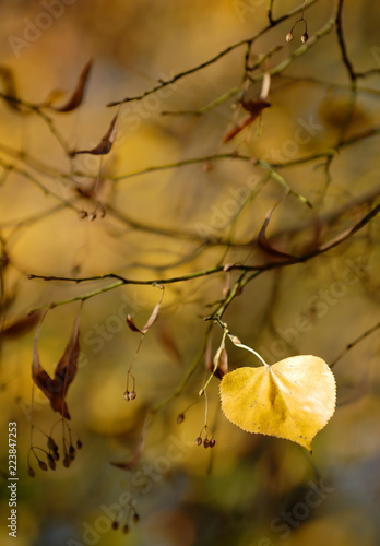 Colorful autumn leaf