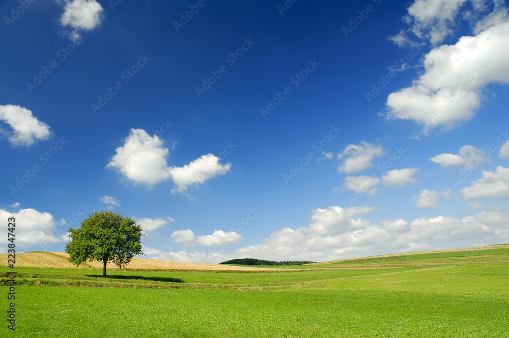Landscape, tree on green field and the blue sky Landscape, tree on green field and the blue sky